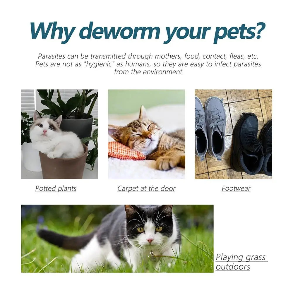 Pet Flea Killer Drop Anti-Fleas Ticks Lice Mite Removal Relieve Itching for Cats Dogs Ringworm Treatment Pet Insect Removal Drop